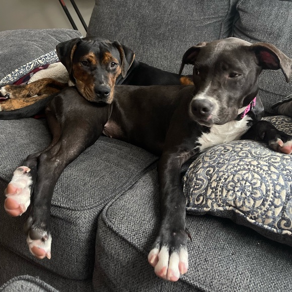 💖 Meet the Posher 💖 - Picture 5 of 5